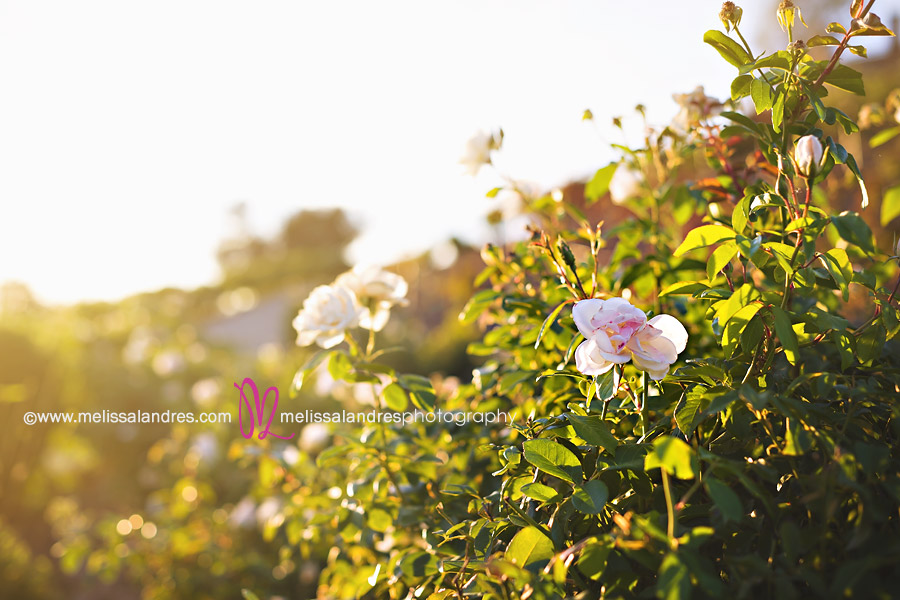 Rose garden at the Serendipity Wedding Gardens in Oak Glen, CA by professional Wedding photographer Melissa Landres