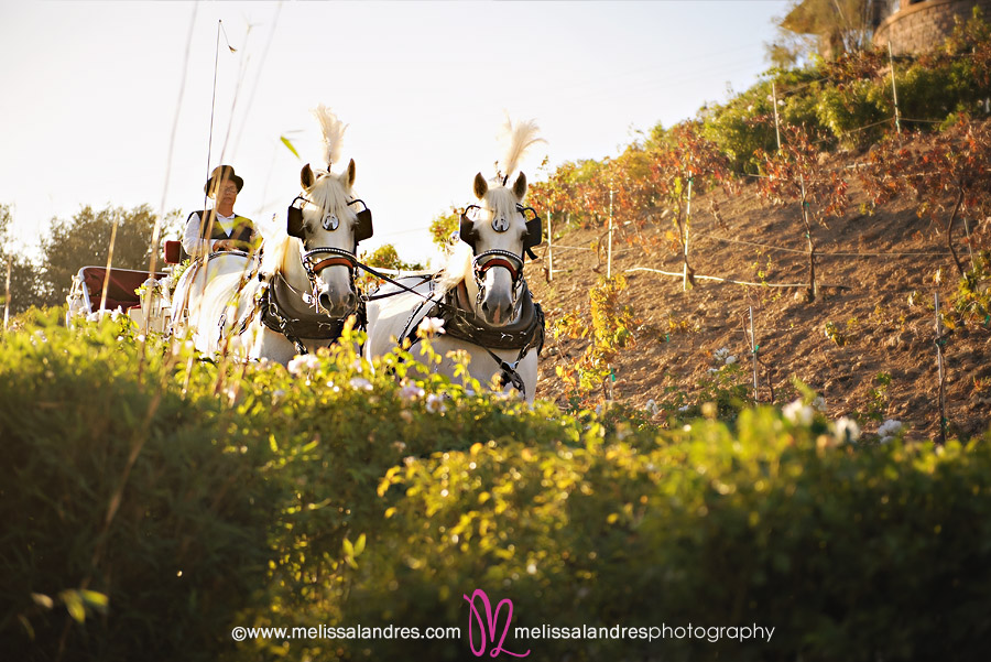 The brides grand entrance in a horse drawn carriage by wedding photographer Melissa Landres